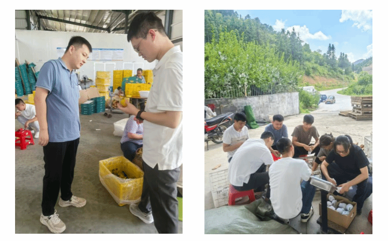 jinnianhui今年会科技特派员赴九峰镇 为黄金柰李保鲜裂果支招